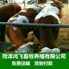 全國肉牛價格