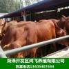養(yǎng)10頭牛犢一年的利潤