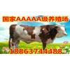 肉牛快速育肥飼料