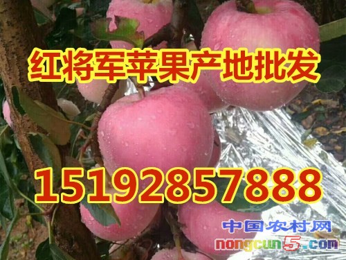 紅將軍6