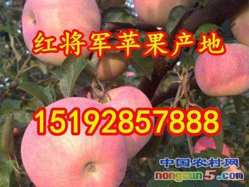 紅將軍5