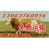 養(yǎng)殖肉牛的前景如何