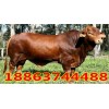 全國最大的養(yǎng)?；?/></a>
<div><a href=