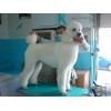 許昌哪里有賣巨型貴賓犬的