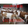 肉牛犢多少錢一頭現(xiàn)在出售價(jià)格