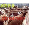 現(xiàn)在小肉牛犢多少錢價(jià)格
