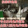 吉林省肉兔最新價格 養(yǎng)10只肉兔一年的利潤