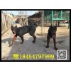 萊州紅犬幼犬哪里有賣