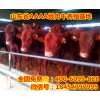 活牛價格走勢