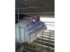 肉兔收購價格，一只肉兔多少錢，肉兔圖片