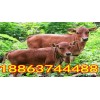 小型肉牛養(yǎng)殖場(chǎng)