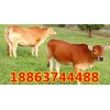 怎樣飼養(yǎng)肉牛