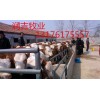 小牛犢出售價(jià)格多少錢一頭