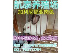 室內(nèi)、屋頂肉兔養(yǎng)殖方法，肉兔室內(nèi)養(yǎng)殖技術(shù)