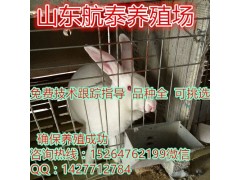 獺兔養(yǎng)殖業(yè)，看湖北老漢靠著養(yǎng)獺兔賺錢致富