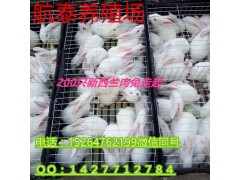 2017年獺兔價格走勢預(yù)測：獺兔價格或面臨下調(diào)