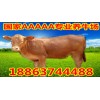 小規(guī)模養(yǎng)殖肉牛