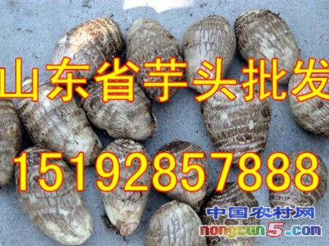 芋頭4字