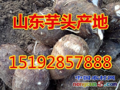 芋頭6字