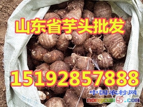 芋頭5字