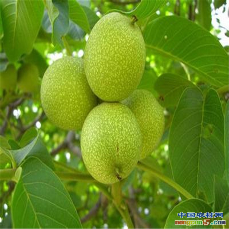 核桃苗5