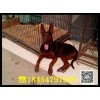五萬元可以養(yǎng)多少頭牛