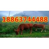 肉牛養(yǎng)殖場(chǎng)建設(shè)標(biāo)準(zhǔn)