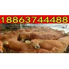 肉牛的養(yǎng)殖行情