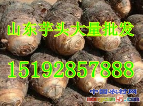 芋頭1字