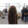 廣州巨型貴賓犬