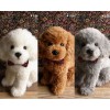 汕頭警犬是馬犬嗎?