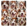 清遠(yuǎn)巨型貴賓犬