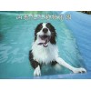 潮州巨型泰迪狗狗哪里賣最近的地方——