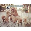 梧州哪里有賣巨型貴賓犬的-巨型貴賓價(jià)格