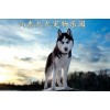 百色巨型貴賓犬