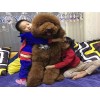 ?？谑裁吹胤接芯扌唾F賓犬舍