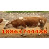 那里有養(yǎng)?；?/></a>
<div><a href=