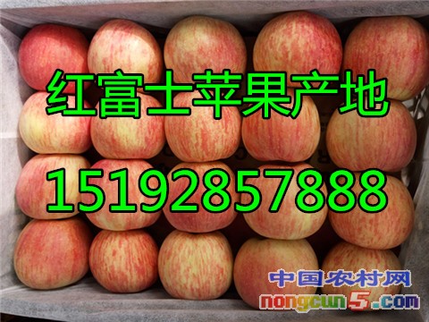 紅富士14字