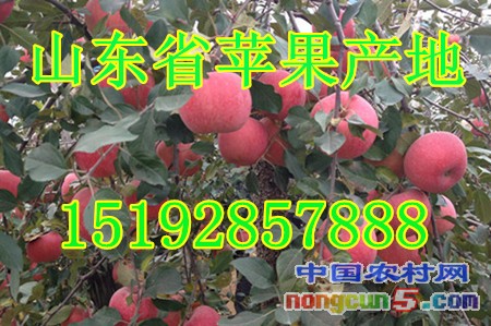 蘋(píng)果1字