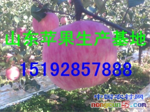 紅富士2