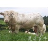 五萬元可以養(yǎng)多少頭牛