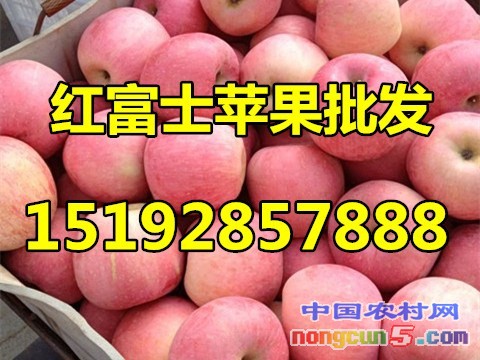 红富士3