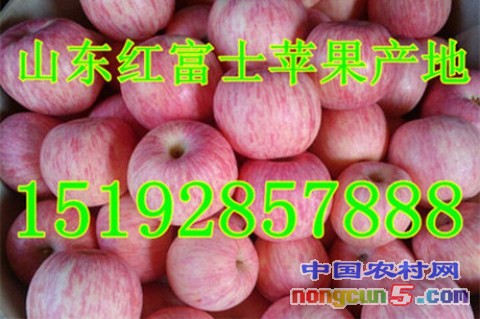 红富士10