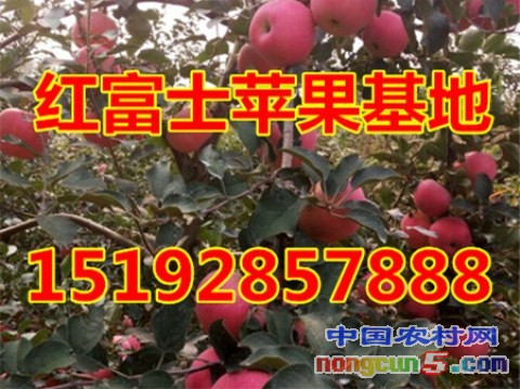 紅富士11