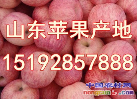 紅富士7
