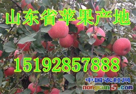 紅富士1