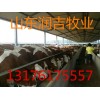 現(xiàn)在買肉牛犢多少錢一頭了