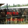牛犢多少錢一斤多少價(jià)格