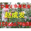 今年紅星蘋果批發(fā)價(jià)格