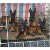 馬犬 幼犬的價(jià)格